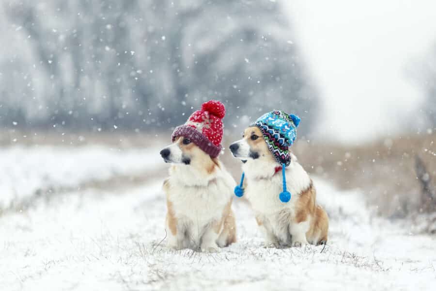 Pet Supplies Durham - Lawson Animal Feeds