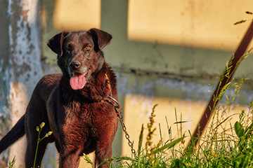 Dogs Coats - Lawson Animal Feeds
